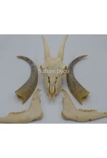 . Kempense Goat skull nr2