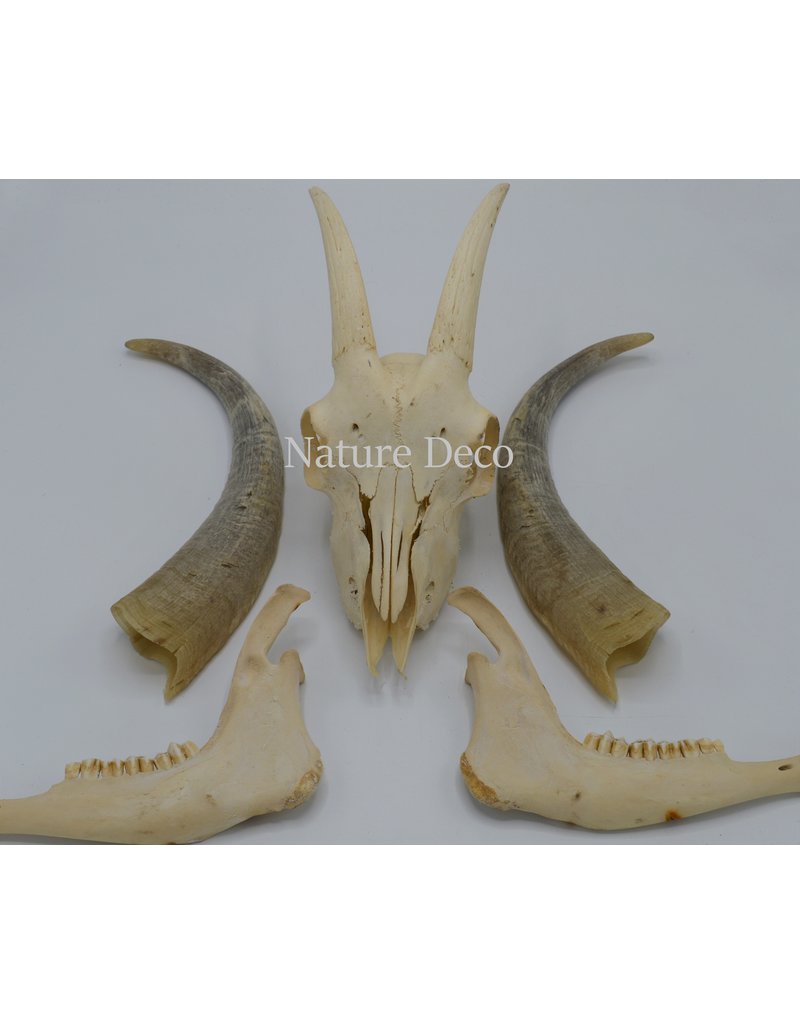 . Kempense Goat skull nr2