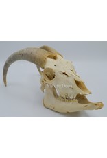 . Kempense Goat skull nr2