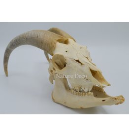 . Kempense Goat skull nr2