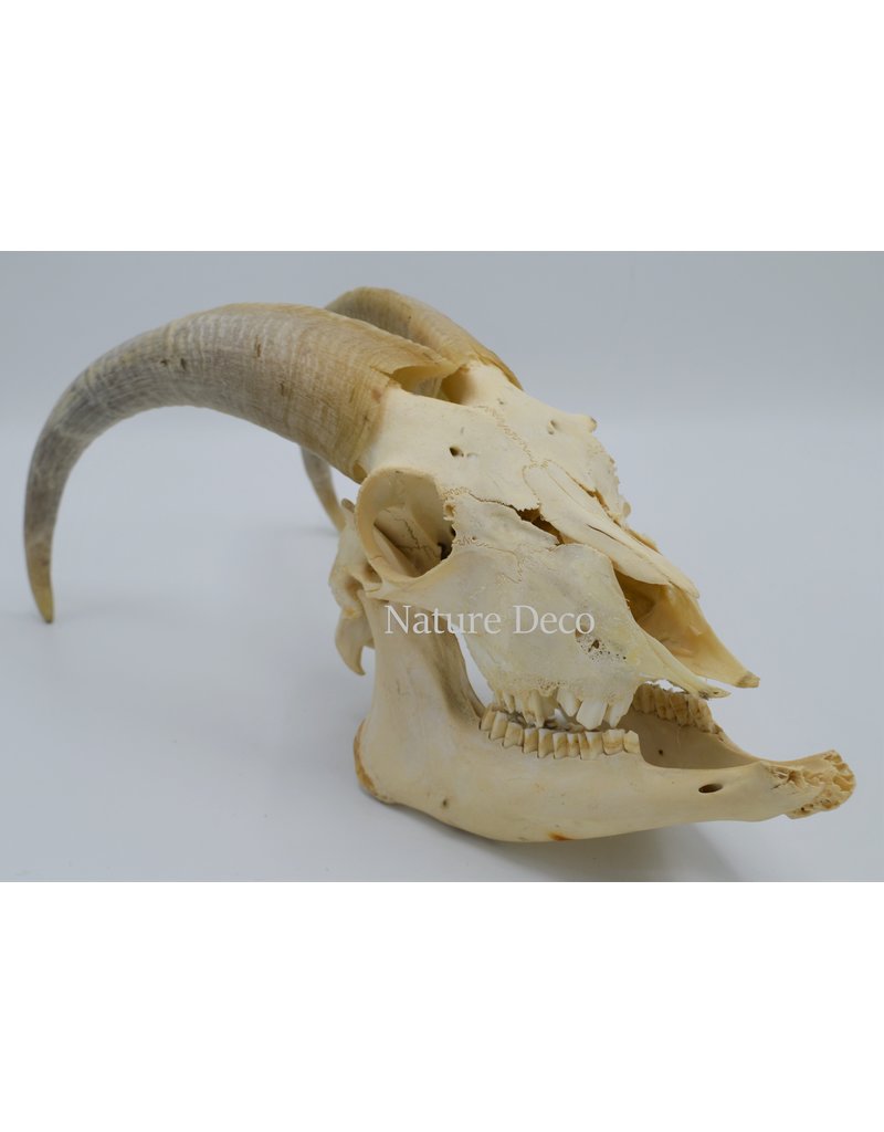 . Kempense Goat skull nr2