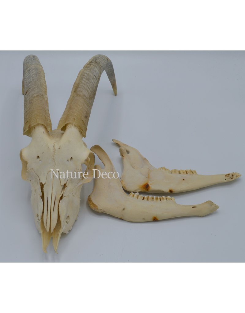 . Kempense Goat skull nr2