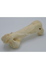 . Big ostrich bone nr 1