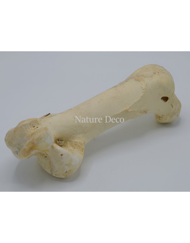 . Big ostrich bone nr 1