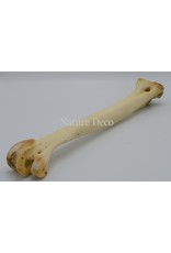 . Big ostrich bone nr 2