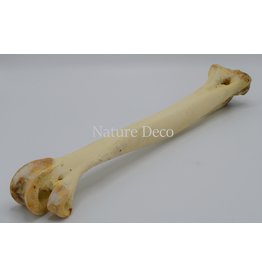 . Big ostrich bone nr 2