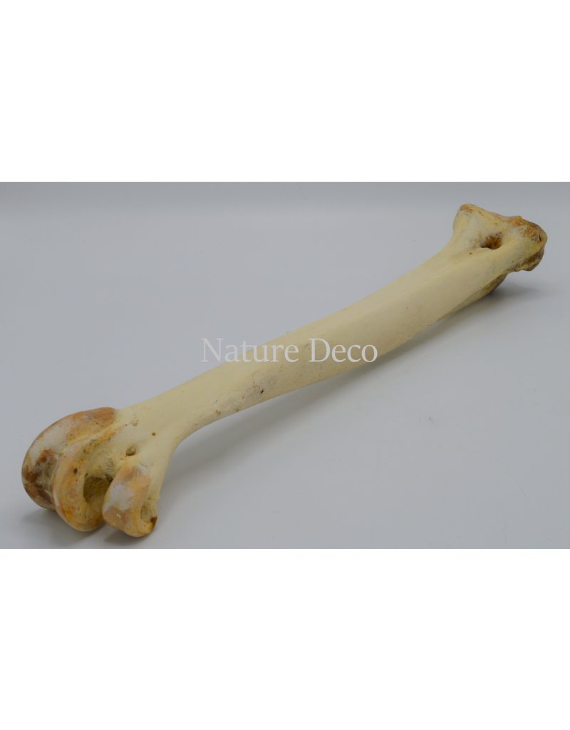 . Big ostrich bone nr 2