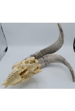 . Dutch land Goat skull