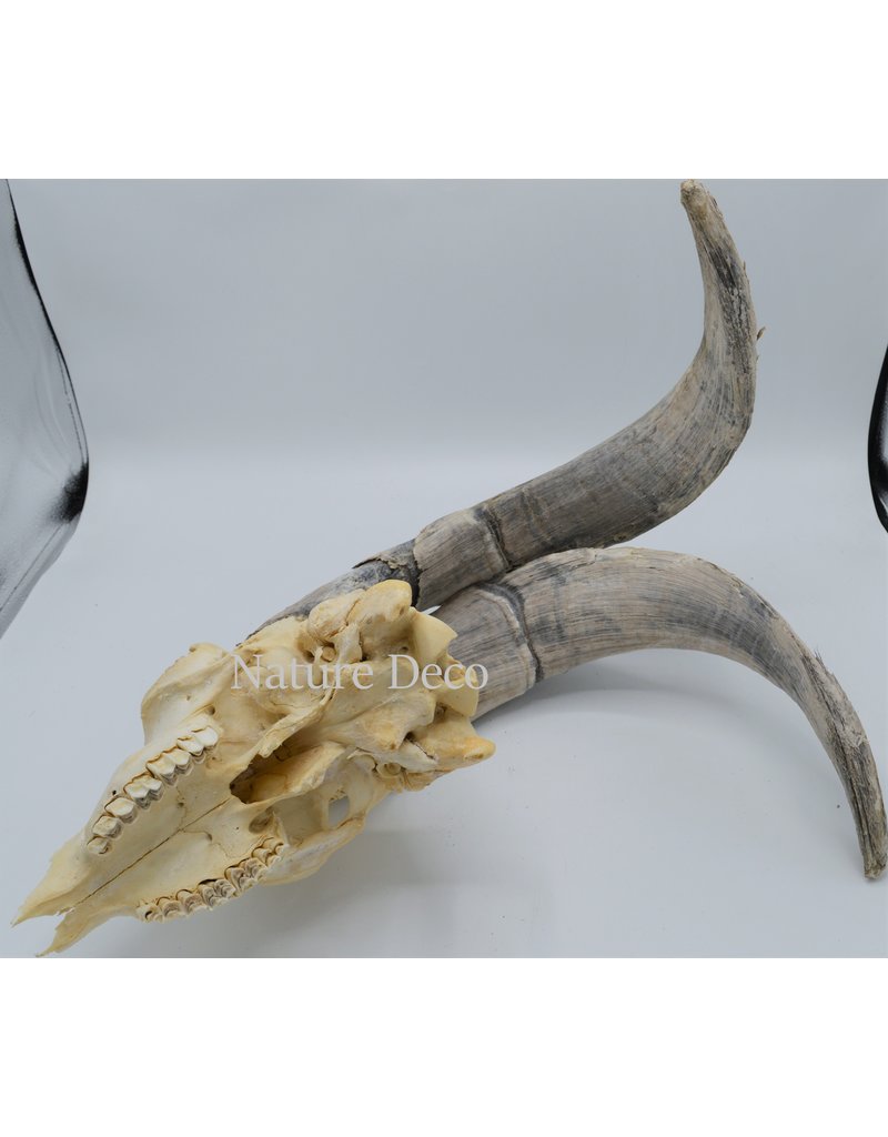 . Dutch land Goat skull