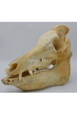 . Pig/boar skull