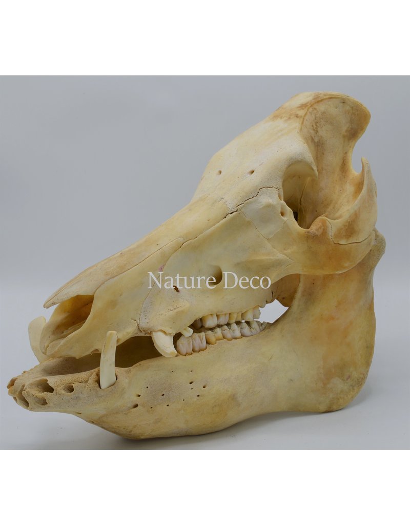 . Pig/boar skull