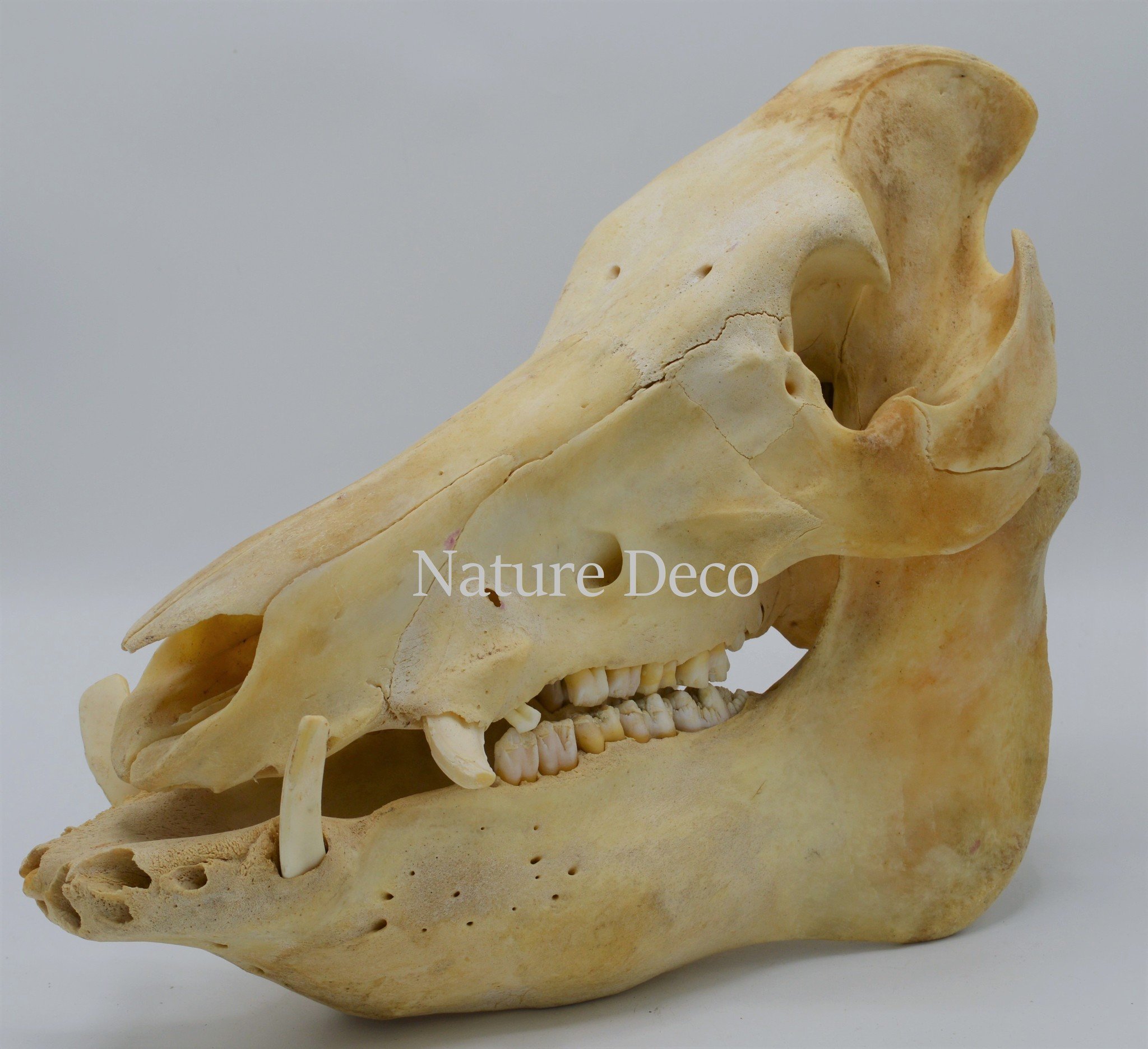Wild boar skull - Nature Deco
