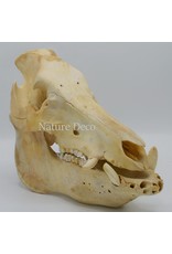 . Pig/boar skull