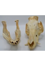 . Pig/boar skull