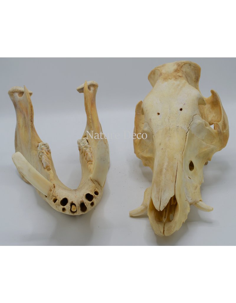 . Pig/boar skull