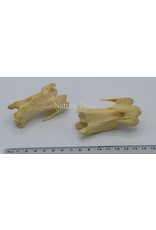 . Ostrich  vertebra Big