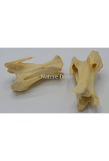 . Wervels Struisvogel Groot