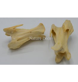 . Wervel Struisvogel Groot