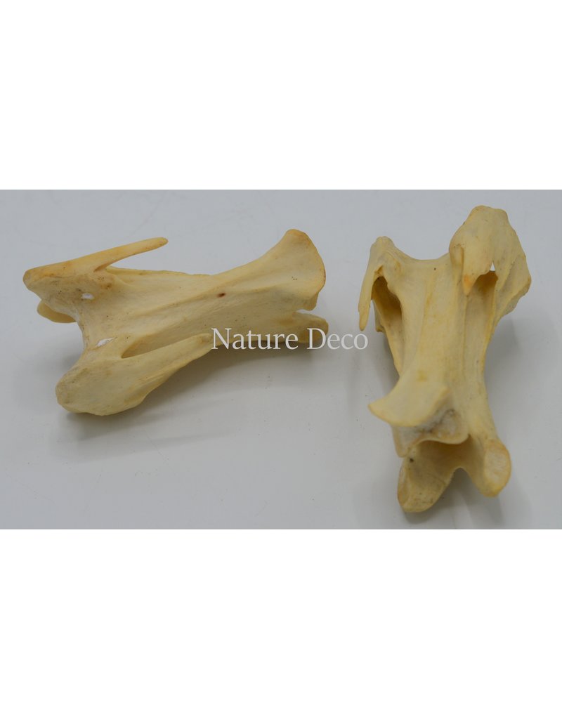 . Ostrich  vertebra Big