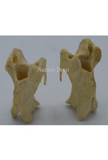 . Wervels Struisvogel Groot