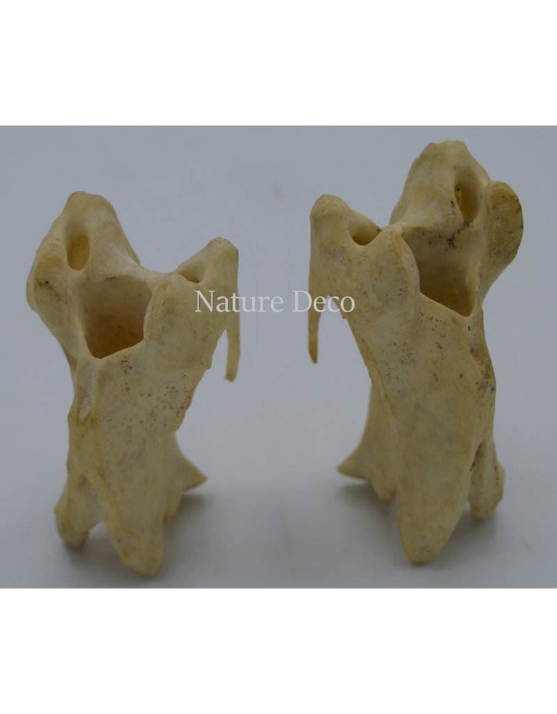 . Wervels Struisvogel Groot