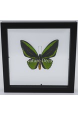 Nature Deco Ornithoptera Priamus in luxe dubbelglas 3D lijst