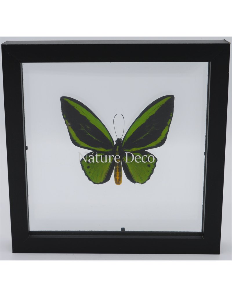 Nature Deco Ornithoptera Priamus in luxury dubble glass 3D frame