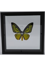 Nature Deco Ornithoptera Priamus in luxury dubble glass 3D frame