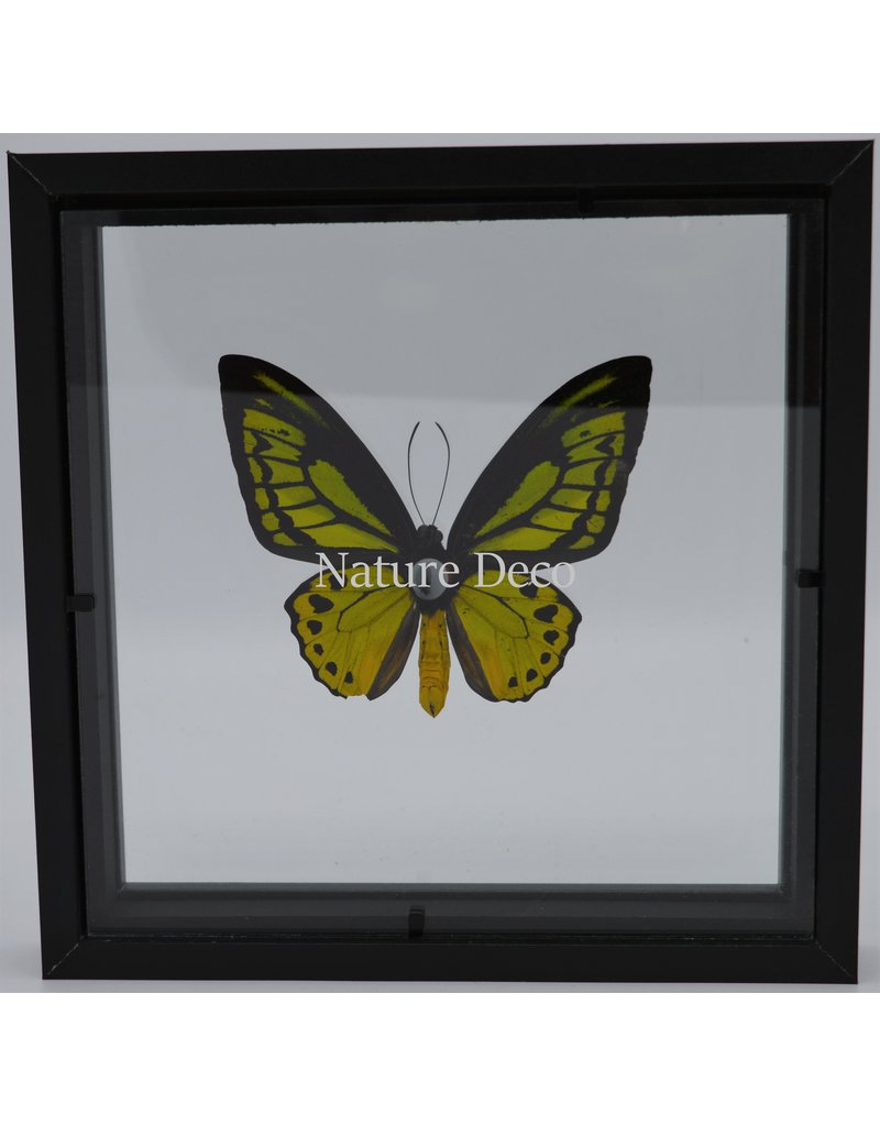 Nature Deco Ornithoptera Priamus in luxe dubbelglas 3D lijst