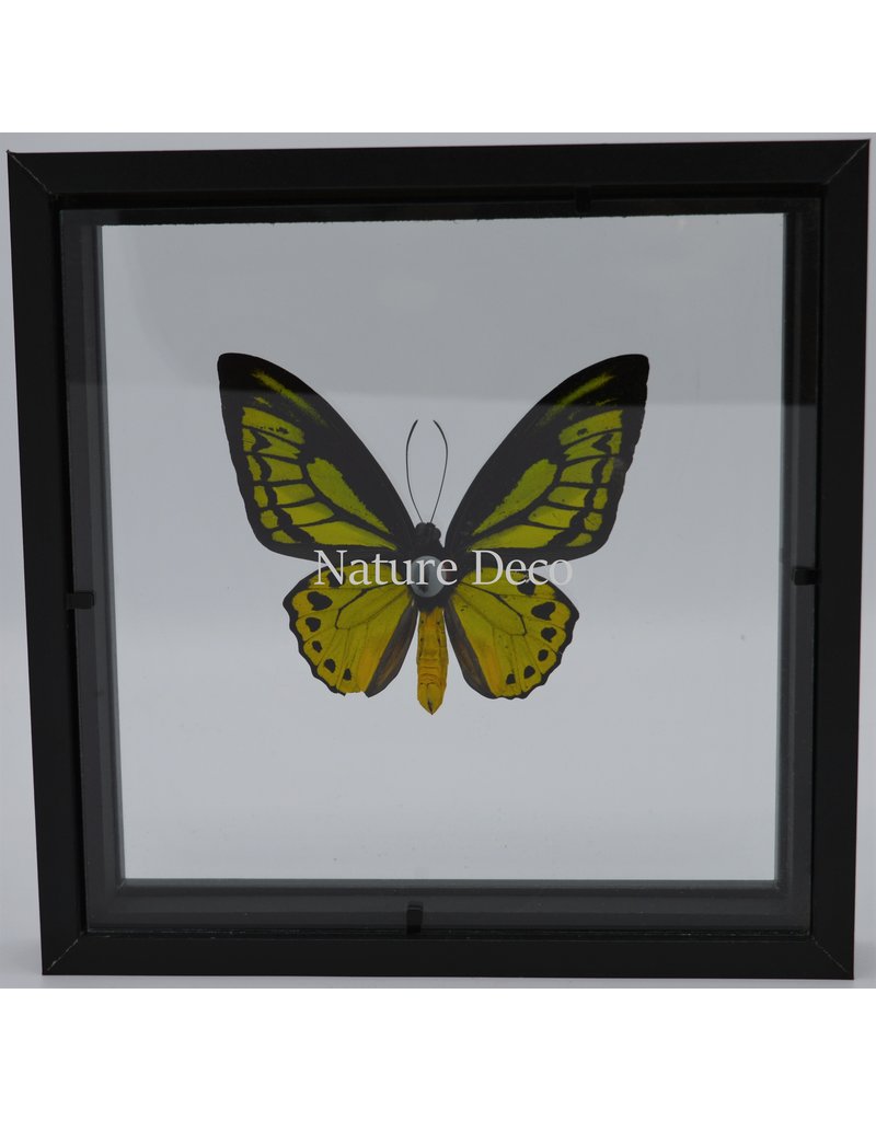 Nature Deco Ornithoptera Priamus in luxury dubble glass 3D frame