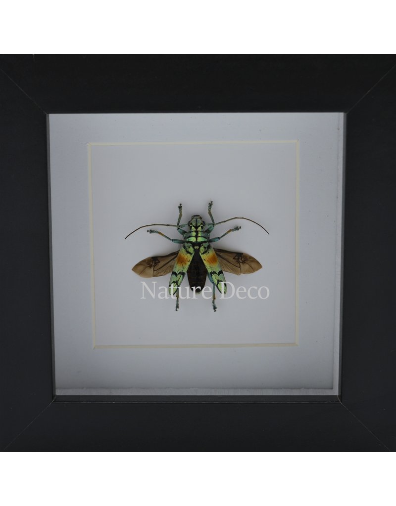 Nature Deco Tmesisternus Rafaelae in luxury 3D frame 12 x 12cm