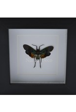 . Penthicodes farinosa peleng in luxury 3D frame