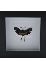 . Penthicodes farinosa peleng in luxury 3D frame