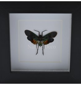 . Penthicodes farinosa peleng in luxury 3D frame