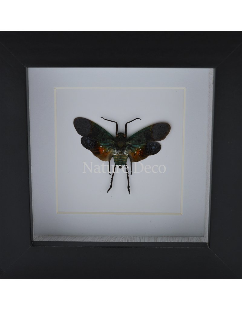 . Penthicodes farinosa peleng in luxury 3D frame