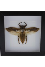 Nature Deco Waterbug (Lethocerus Indicus) flying luxury 3D frame