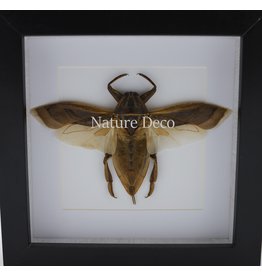 Nature Deco Waterbug (Lethocerus Indicus) flying luxury 3D frame