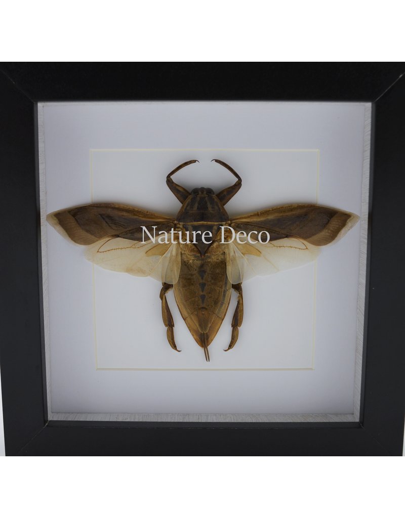 Nature Deco Waterkever (Lethocerus  Indicus) vliegend in luxe 3D lijst