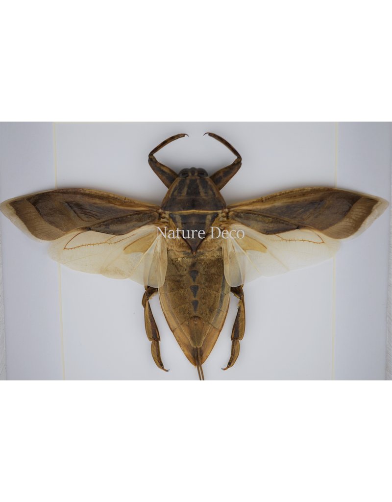 Nature Deco Waterbug (Lethocerus Indicus) flying luxury 3D frame