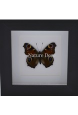 . Inachis io in luxury 3D frame