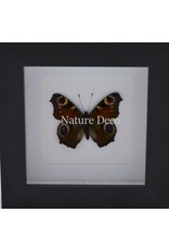 . Inachis io in luxury 3D frame