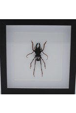 Nature Deco Prionocalus Cacicus in luxe 3D lijst