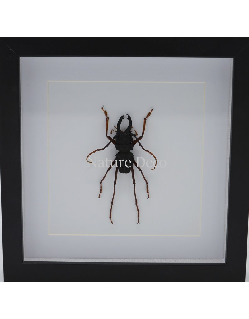 Nature Deco Prionocalus Cacicus in luxe 3D lijst