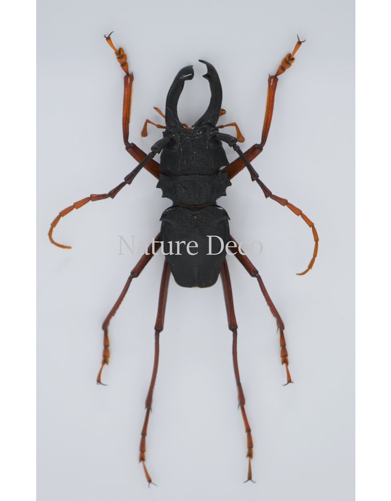 Nature Deco Prionocalus Cacicus in luxe 3D lijst