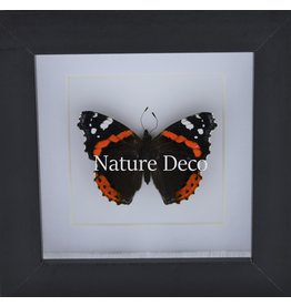 . Vanessa Atalanta in luxury 3D frame