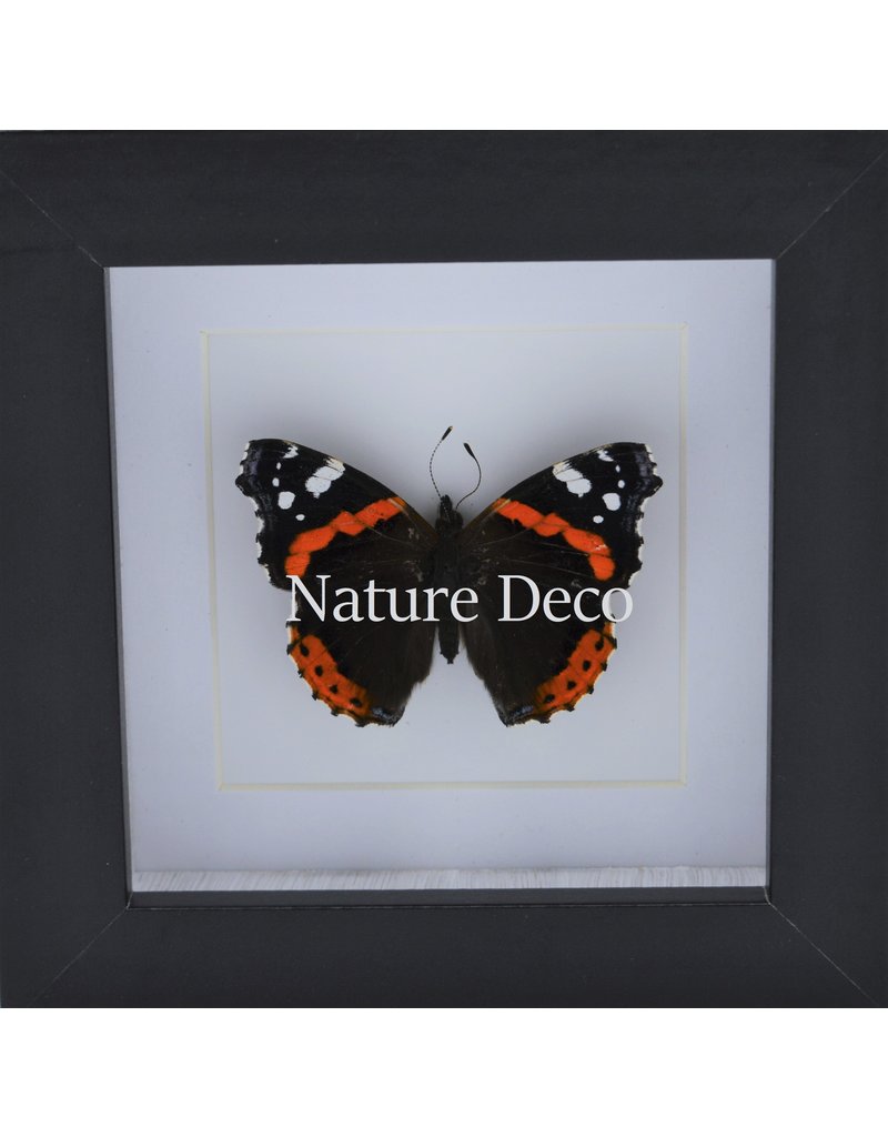 . Vanessa Atalanta in luxury 3D frame