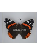 . Vanessa Atalanta in luxury 3D frame