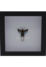 . Grasshopper Blue coloracris azureus in luxury 3D frame 17x17 cm