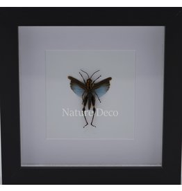 . Grasshopper Blue coloracris azureus in luxury 3D frame