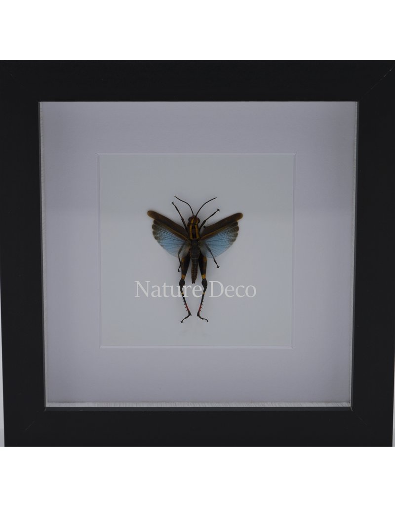 . Grasshopper Blue coloracris azureus in luxury 3D frame 17x17 cm